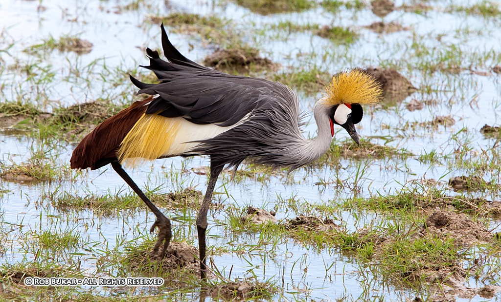 Crested Crane